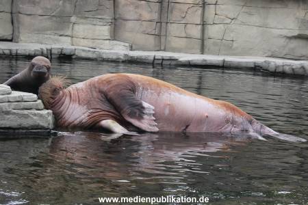 Walrossbaby Hagenbeck 25052019 005