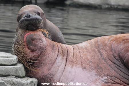 Walrossbaby Hagenbeck 25052019 008