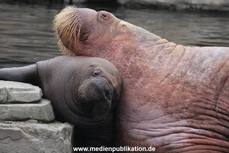 Walrossbaby Hagenbeck 25052019 009