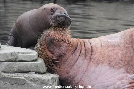 Walrossbaby Hagenbeck 25052019 010