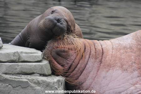 Walrossbaby Hagenbeck 25052019 011
