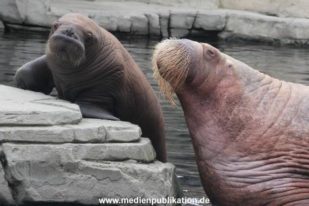 Walrossbaby Hagenbeck 25052019 012