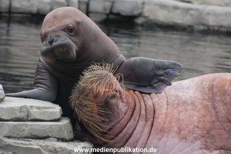 Walrossbaby Hagenbeck 25052019 013