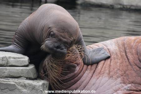 Walrossbaby Hagenbeck 25052019 014
