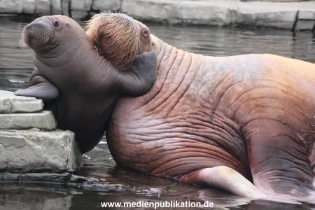 Walrossbaby Hagenbeck 25052019 015