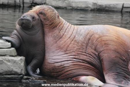Walrossbaby Hagenbeck 25052019 016