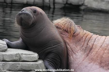 Walrossbaby Hagenbeck 25052019 017
