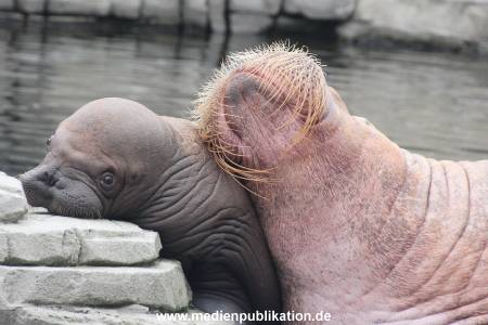 Walrossbaby Hagenbeck 25052019 018