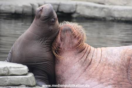 Walrossbaby Hagenbeck 25052019 019