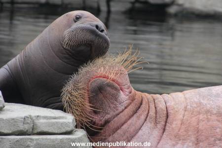 Walrossbaby Hagenbeck 25052019 020