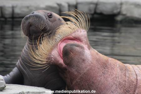 Walrossbaby Hagenbeck 25052019 021