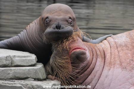 Walrossbaby Hagenbeck 25052019 022