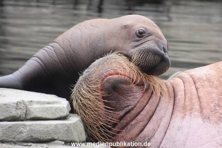 Walrossbaby Hagenbeck 25052019 023