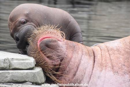 Walrossbaby Hagenbeck 25052019 024