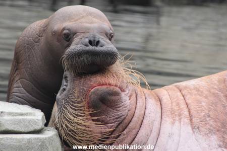 Walrossbaby Hagenbeck 25052019 025