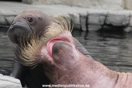 Walrossbaby Hagenbeck 25052019 026
