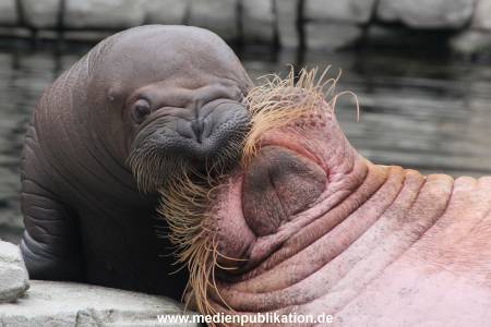 Walrossbaby Hagenbeck 25052019 027