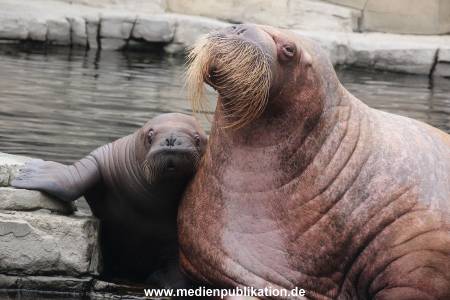 Walrossbaby Hagenbeck 25052019 028