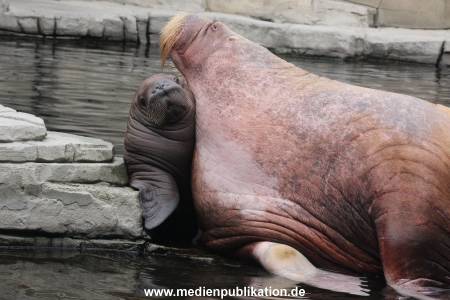 Walrossbaby Hagenbeck 25052019 029