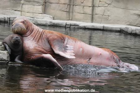 Walrossbaby Hagenbeck 25052019 030