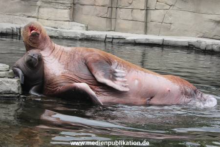 Walrossbaby Hagenbeck 25052019 031