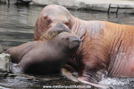 Walrossbaby Hagenbeck 25052019 033