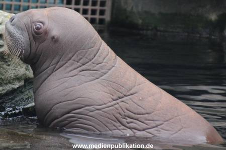 Walrossbaby Hagenbeck 25052019 034