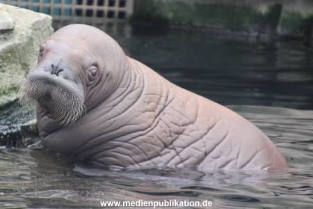 Walrossbaby Hagenbeck 25052019 035