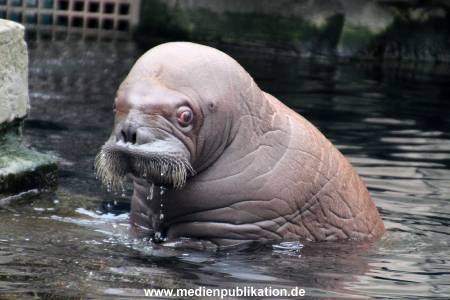 Walrossbaby Hagenbeck 25052019 036