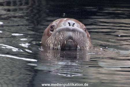 Walrossbaby Hagenbeck 25052019 037