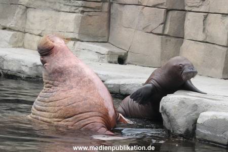 Walrossbaby Hagenbeck 25052019 038