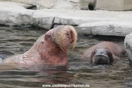 Walrossbaby Hagenbeck 25052019 039