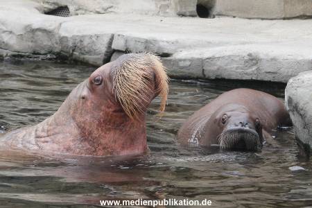 Walrossbaby Hagenbeck 25052019 040