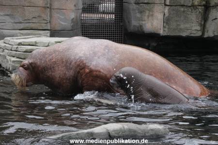 Walrossbaby Hagenbeck 25052019 041