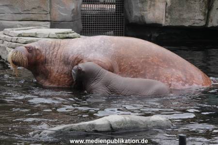 Walrossbaby Hagenbeck 25052019 042