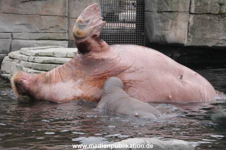 Walrossbaby Hagenbeck 25052019 043