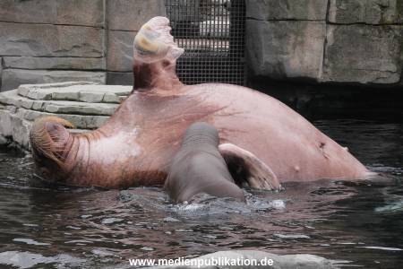 Walrossbaby Hagenbeck 25052019 044