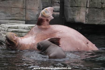 Walrossbaby Hagenbeck 25052019 045