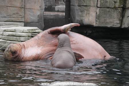 Walrossbaby Hagenbeck 25052019 046