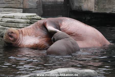 Walrossbaby Hagenbeck 25052019 047