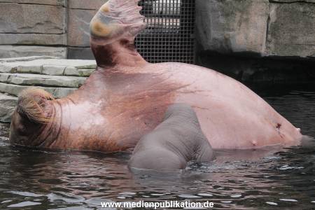 Walrossbaby Hagenbeck 25052019 048