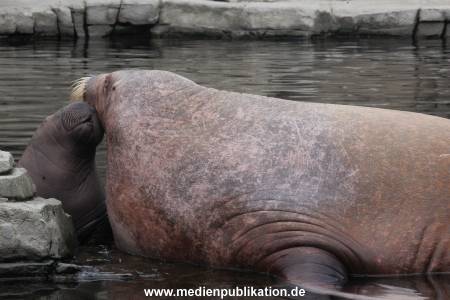 Walrossbaby Hagenbeck 25052019 050