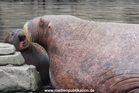Walrossbaby Hagenbeck 25052019 051