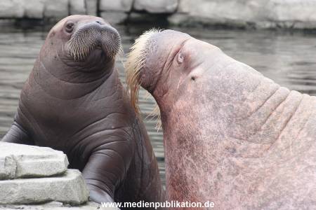 Walrossbaby Hagenbeck 25052019 053