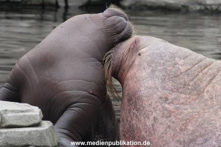 Walrossbaby Hagenbeck 25052019 054