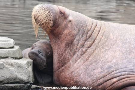 Walrossbaby Hagenbeck 25052019 056