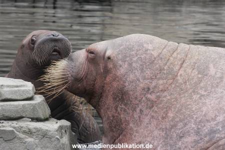 Walrossbaby Hagenbeck 25052019 057