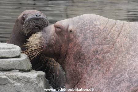 Walrossbaby Hagenbeck 25052019 058