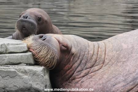 Walrossbaby Hagenbeck 25052019 060