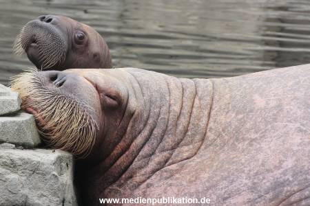 Walrossbaby Hagenbeck 25052019 061